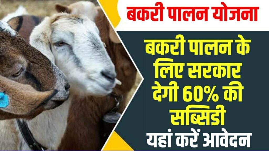 Rajasthan Bakri palan yojana 2024